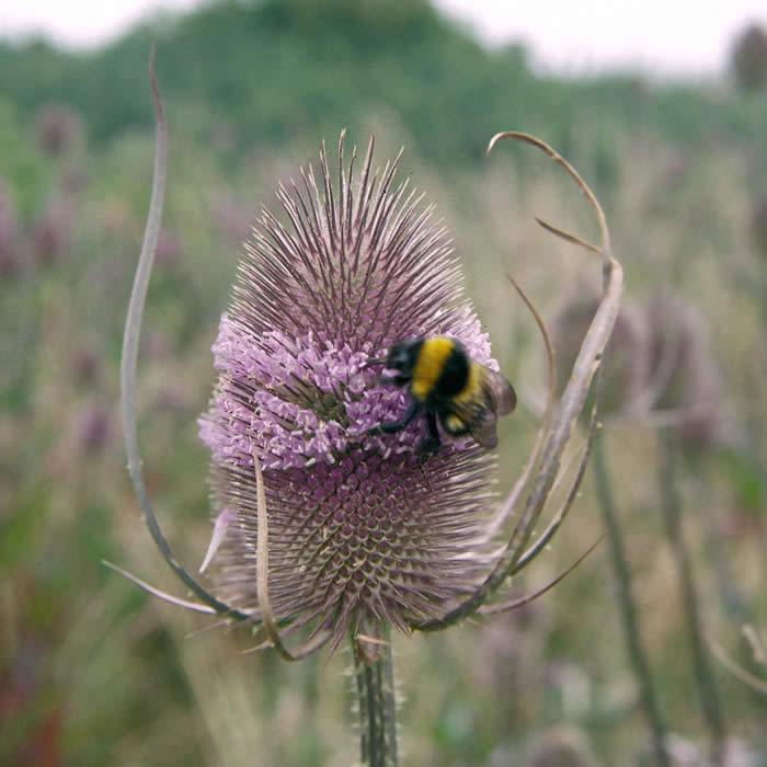 Teasel (Dipsacus fullonum)