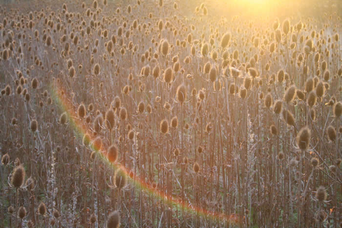 Stand of Teasels on a winter morning, January 2007