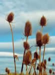 Teasel seedheads in winter