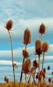 Winter teasels