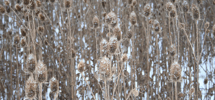 Teasels in the snow