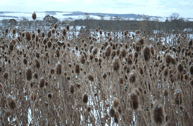 Teasels in the snow
