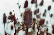 Teasel seed heads in winter with spiderwebs
