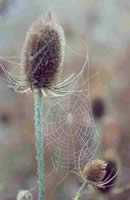 Teasel seedheads with a spiderweb