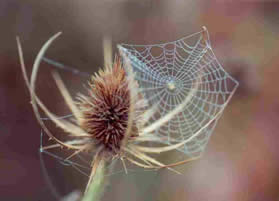 Teasel seedhead with a spiderweb and spider