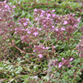 Thyme, Wild Thyme, Thymus polytrichus