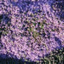Thyme (Thymus polytrichus)