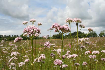 Valerian flowers