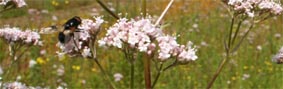 Valerian with fly