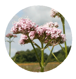 Valerian Valeriana officinalis