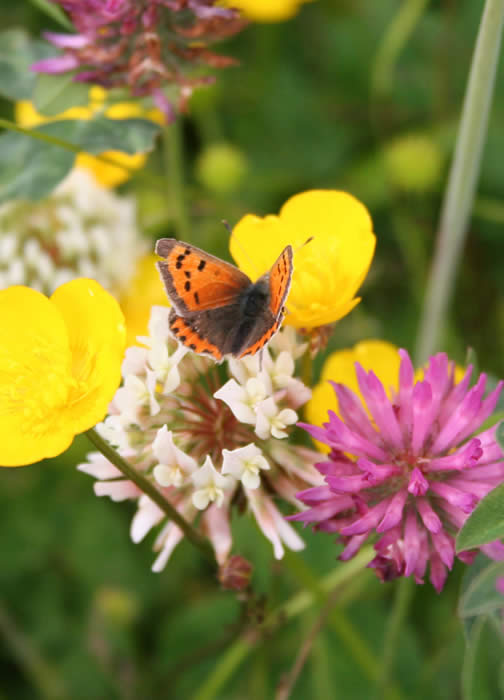 butterfly with Red Clover, White Clover and Buttercup in meadow