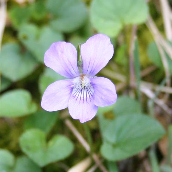 Scottish Primrose