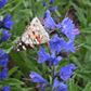 Vipers Bugloss, Echium vulgare
