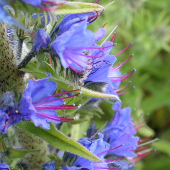 Viper's Bugloss (Echium vulgare)
