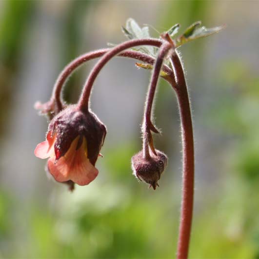 Water Avens (Geum rivale)