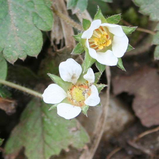 Wild Stawberry (Fragaria vesca)
