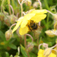 Windowbox mini-mix, Rock Rose and honeybee