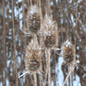 Winter Wildflowers mini mix, Teasels in snow