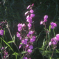 Woodland Mini-mix, Red Campion