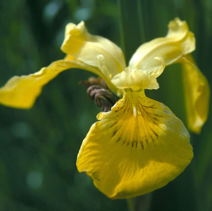 Yellow Flag