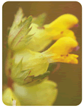 Yellow Rattle (Rhinanthus minor)