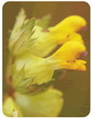 Rhinanthus minor flower head