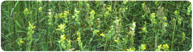Rhinanthus minor plants
