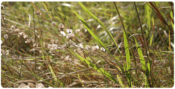 Rhinanthus minor in meadow