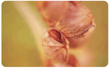Rhinanthus minor seed head