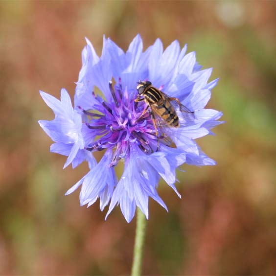 Cornflower (Centaurea cyanus)