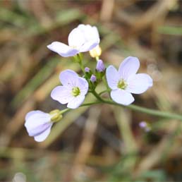 Cuckooflower (Cardamine pratense)