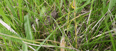Baby toad inside meadow
