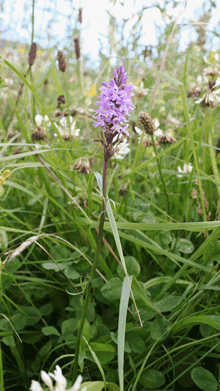 Orchid in meadow
