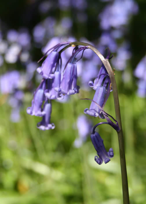 bluebell (Hyacinthoides non-scripta)