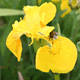Flag Iris, Iris pseudocorus, yellow waterside wildflower