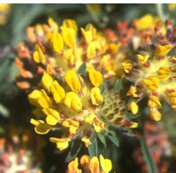 Kidney Vetch (Anthyllis vulneraria)