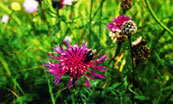 Greater knapweed (Centaurea scabiosa) flower