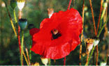 Poppy (Papaver rheoas) flower
