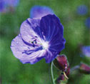Meadow cranesbill (Geranium pratense) flower