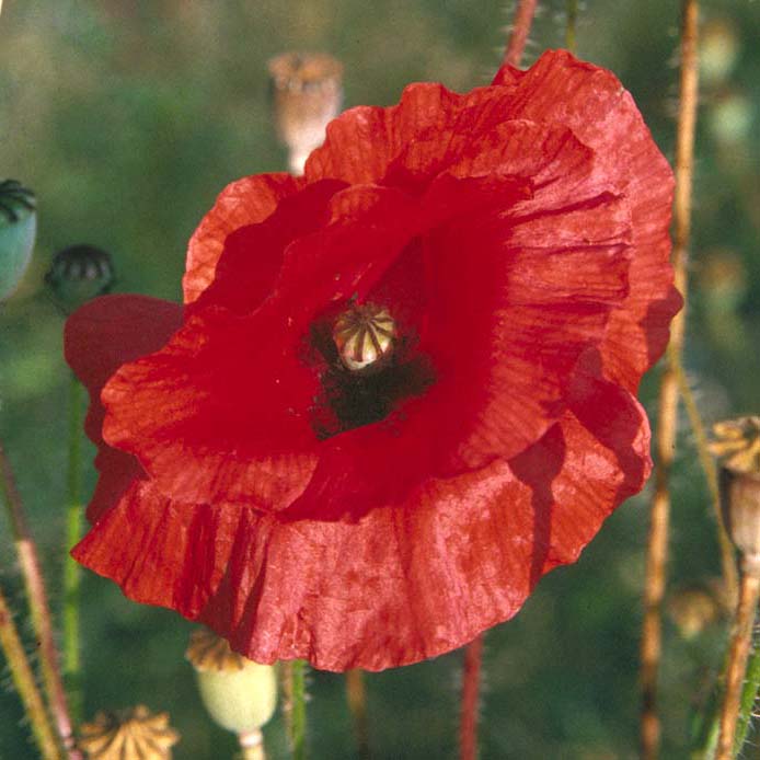 Poppy (Papaver rhoeas)
