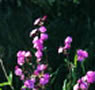Red Campion (Silene dioica)