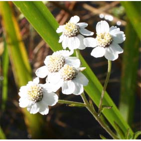 Sneezewort (Achillea ptarmica)