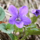 Violet, Viola riviniana, purple woodland wildflower