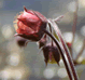 Water Avens, Geum rivale, peach coloured waterside wildflower