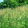 An established meadow or 'species-rich grassland'