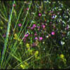 Close-up of the sward of an established meadow