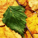 birch leaves