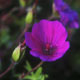 bloody cransbill image
