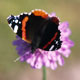 Red Admiral butterfly on Field Scabious flower