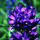 clustered bellflower image
